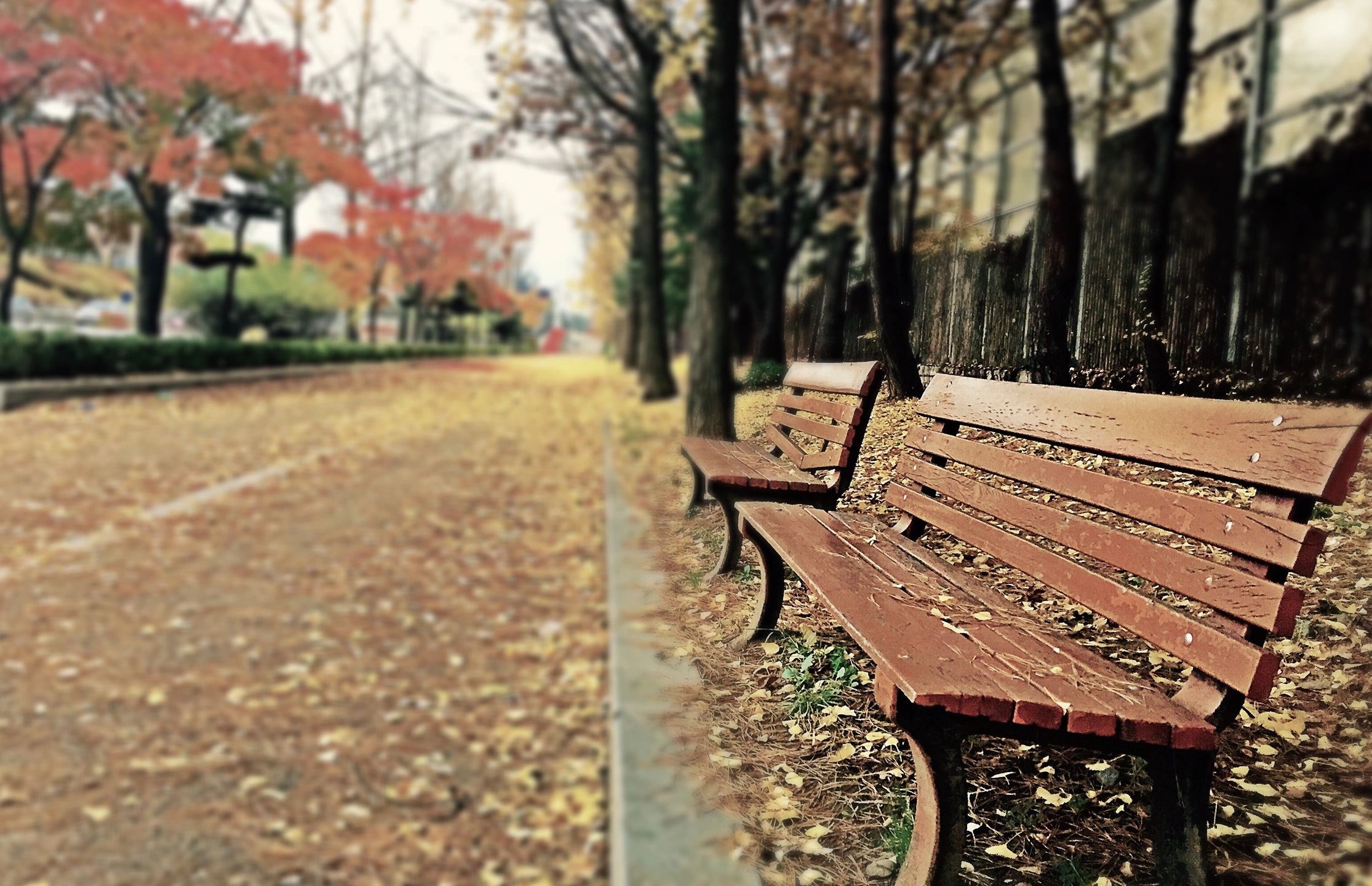 Sidewalk with bench during fall season